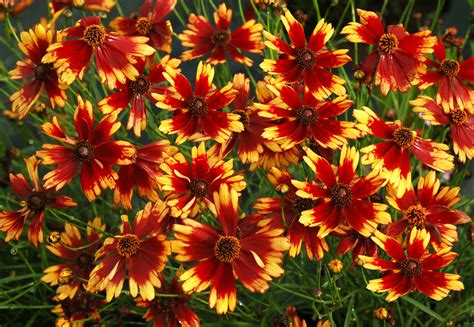 15 Most Colorful Perennials for Your Yard ~ Page 11 of 16 ~ Bless My Weeds