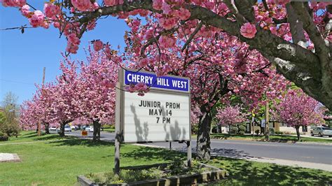 The cherry blossoms are peaking in Cherry Hill, NJ (Photos) - WHYY