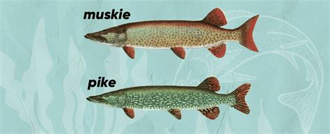 Difference Between Muskie and Pike: All You Have to Know | FindyourFish