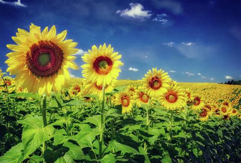 Sunflowers in a Row - Pope Farm Conservancy Photograph by Jennifer ...