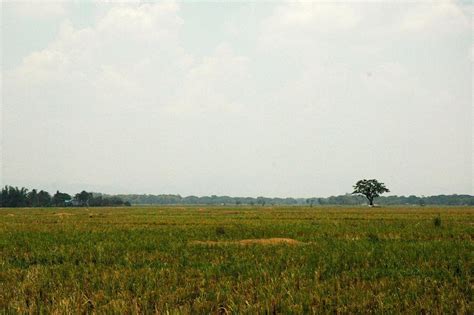 Nueva Ecija: The Food Bowl and Rice Granary of Central Luzon - Living ...