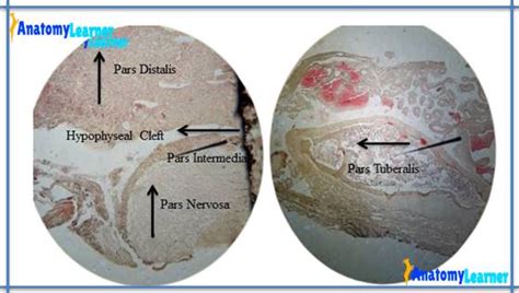 Pituitary Gland Histology with Identification Points under Light Microscope » AnatomyLearner ...