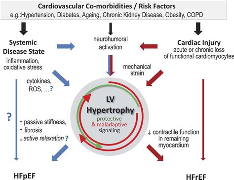 What Is Lv Heart Failure | Paul Smith