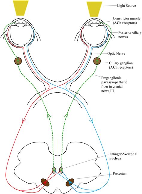 Pupil light reflex pathway. Red and blue lines represent the afferent... | Download Scientific ...