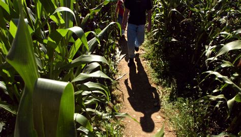 How to make a corn maze | Hello Homestead