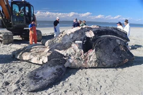 'Approaching Extinction': Right Whale Necropsy Reveals Cause of Death ...