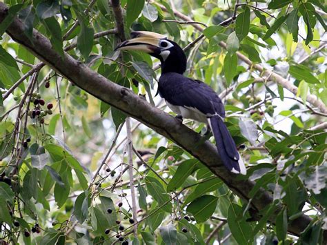 Oriental Pied-Hornbill - eBird