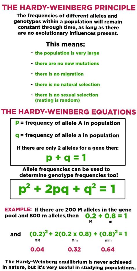 5 Conditions That Must Be Met for Hardy-weinberg Equilibrium