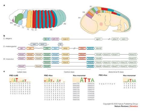 hox genes - Google Search | Recent discoveries, Development, Biology