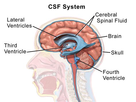 Epithalamus Memory | Anatomy, Function, Overview, Etymology