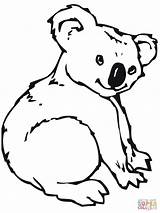 Cute Koala coloring Page  Free Printable Coloring Pages sketch template