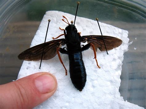 giant, giant black fly - Mydas tibialis | Flickr - Photo Sharing!