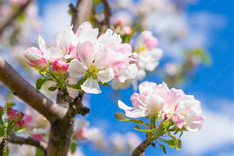 Flower blossom apple tree close-up. White pink flowers of apple tree ...