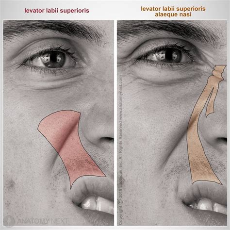 Levator labii superioris | Facial aesthetics, Aesthetic dermatology ...