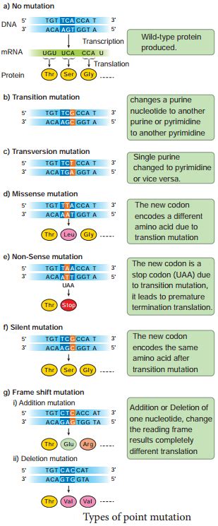 Mutation – Types, Mutagenic Agents and Their Significance