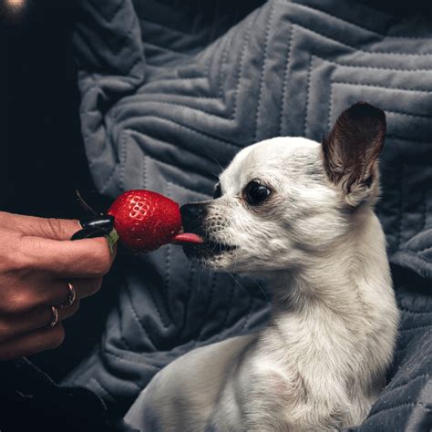 Can My Dogs Eat Strawberries? Benefits, Risk & Yummy Recipe – Sheraton Luxuries