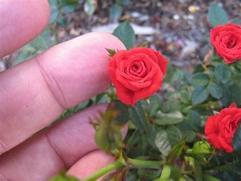 Red Miniature Rose Seeds Different Colors 20 Seeds Code | Etsy