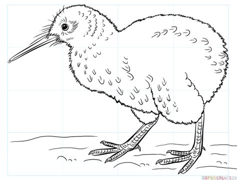 How to draw a kiwi bird | Step by step Drawing tutorials