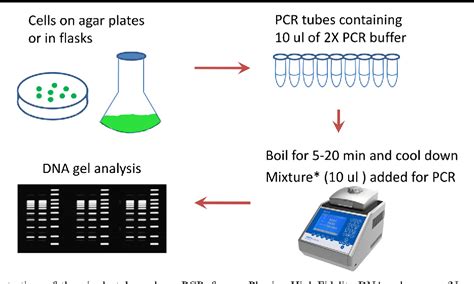 Single-tube colony PCR for DNA amplification and transformant screening of oleaginous microalgae ...