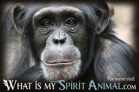 Monkey Quotes & Sayings - What Is My Spirit Animal | Spirit, Totem, & Power Animals