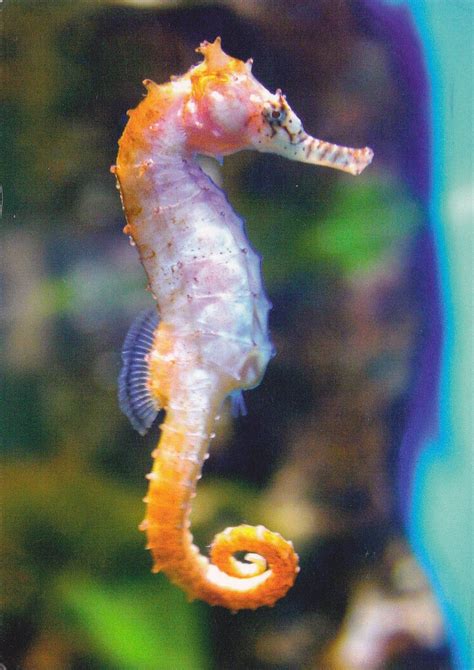 Seahorse | Germany - Seahorse Funny Animal Pictures, Funny Animals ...