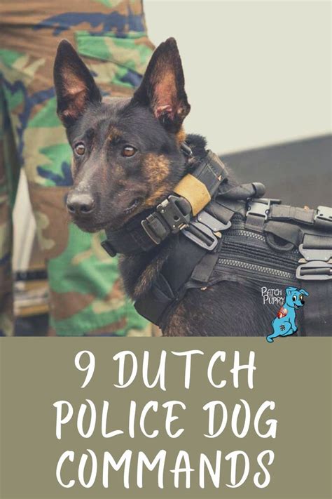 9 Dutch Police Dog Commands - PatchPuppy.com in 2021 | Dog commands ...