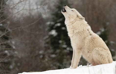 Arctic Wolf Howling