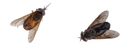 Blood-thirsty jungle horse-flies catch big chill from Smithsonian ...