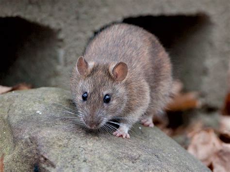 Eastern Woodrat | Wood rat, Mammals, Rats