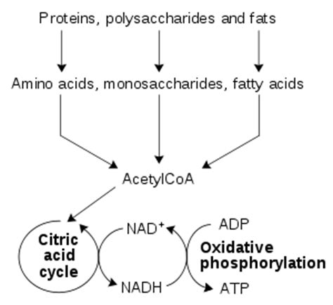 The Catabolism of Fats and Proteins for Energy - Antranik.org