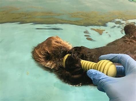 Taking Care of a Sea Otter Pup | Aquarium Blog | Aquarium of the Pacific