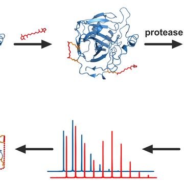 Protein Structure Characterization by Advanced Mass Spectrometry | Biocev