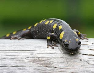 Spotted Salamander Facts for Kids