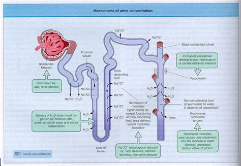 Pin by Jessica Joyce on Systems: Renal/Urinary | Fundamentals of nursing, Medical terminology ...