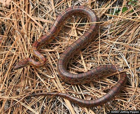 Nature Explorer : Identifying North Carolina's Venomous Snakes Part 2: Copperheads