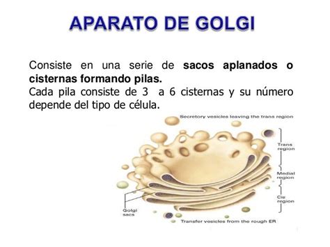 APARATO DE GOLGI, LISOSOMAS Y PEROXISOMAS