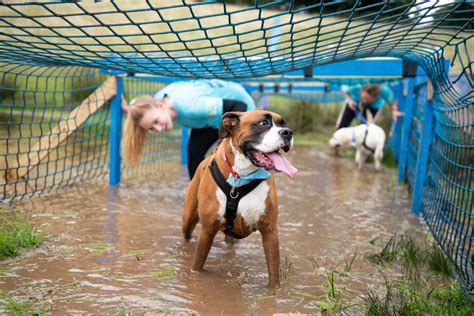 Muddy Dog Challenge - Newcastle 2019 - Obstacle in Newcastle upon Tyne, UK — Let’s Do This