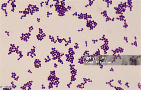 Staphylococci Gram Positive Spherical Bacteris That Have Developed Antibiotic Resistant Strains ...