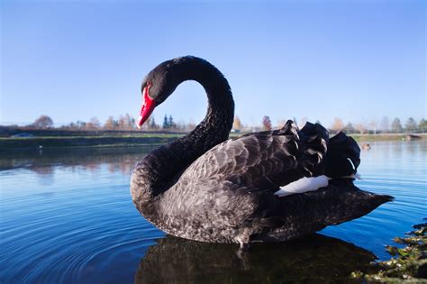 THE BLACK SWAN THEORY – Arthashastra