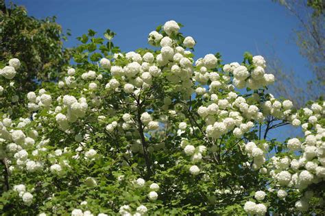 How to Grow and Care for Chinese Snowball Viburnum