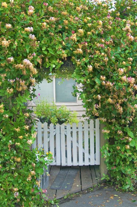 13 Fast-Growing Climbing Plants For Fences