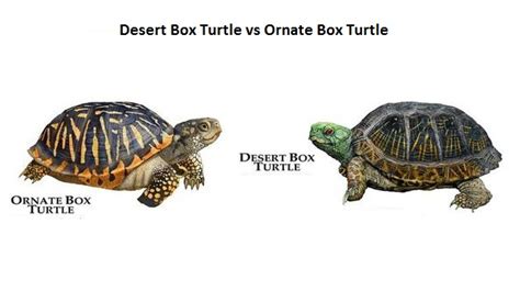 Desert Box Turtle Facts and Pictures