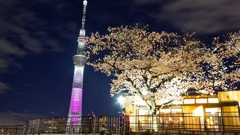 Sumida River cherry blossom illumination with the Tokyo Skytree backdrop – Experience Tokyo ...