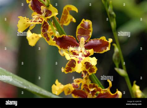 Oncidium hybrid Stock Photo - Alamy