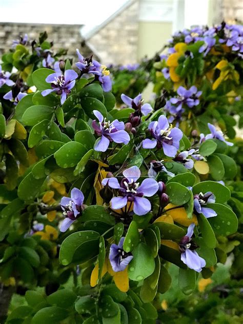 Bahamas National Flower Lignum Vitae | Best Flower Site