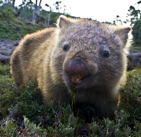 Australien: Der tapsige Wombat ist Tasmaniens heimlicher Star - WELT