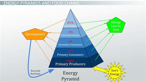 Efficiency Of Energy Transfer Equation Biology - Tessshebaylo