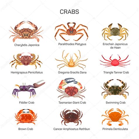 Crabs vector set in flat style design. Different kind of crab species ...