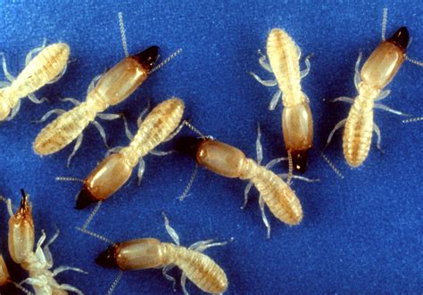 Termite colonies use chemical cues to distinguish queens from workers – Research@Texas A&M ...