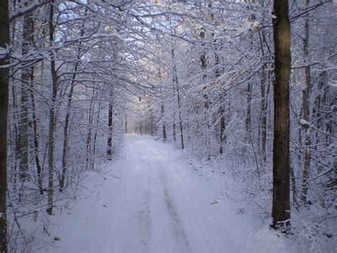 Snowy Path Free Stock Photo - Public Domain Pictures